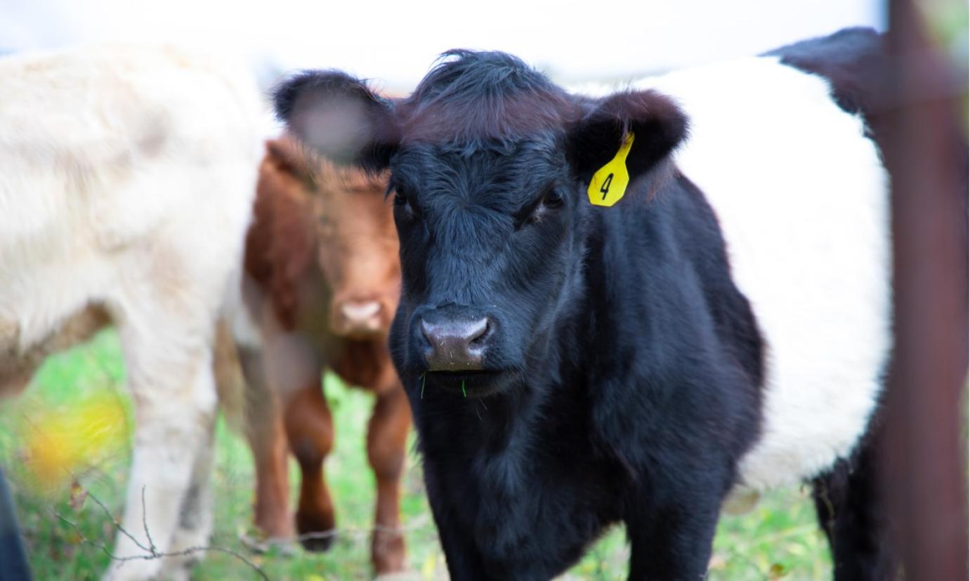 Mezőgazdasági metán jelentőségének értékelése és megoldások keresése” című kiadvány jelent meg