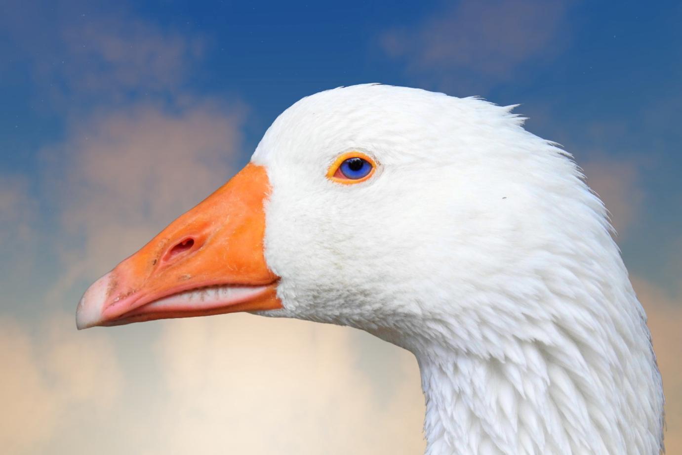 Madárinfluenza jelenlétét erősítette meg a Nébih egy Jász-Nagykun-Szolnok vármegyei lúdtelepen 