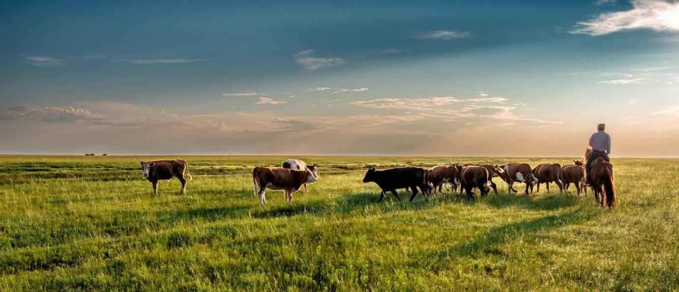 A legeltetéses állattartás pozitív aspektusai: A haszonállatok nem táplálék-kompetítorai az embereknek és sok földterületet hasznosítanak