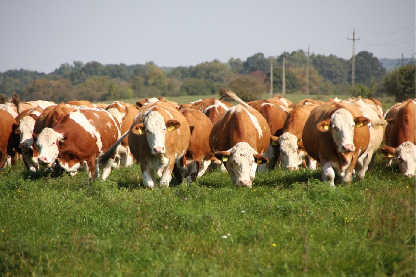 33 MILLIÁRD FORINT TÁMOGATÁS ÉRKEZETT A SZARVASMARHA- ÉS JUHTARTÓKHOZ