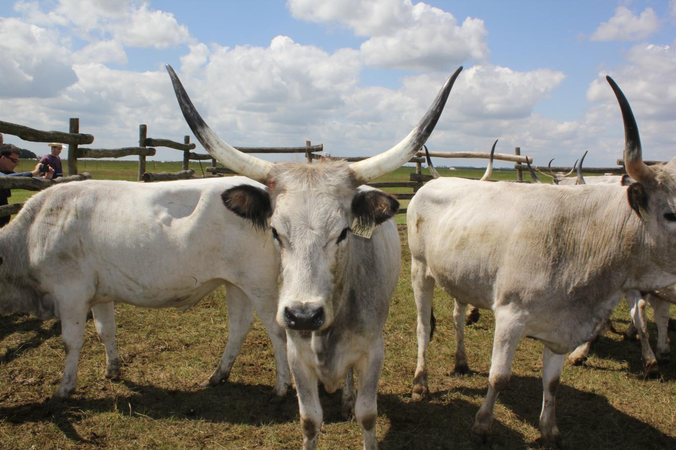 19 milliárd forint támogatás az őshonos állatfajták megőrzésére