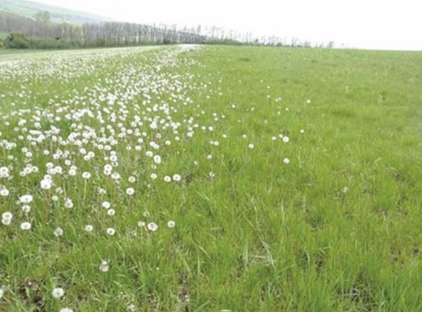 Gyeptelepítési és -felújítási lehetőségek, megoldási javaslatok