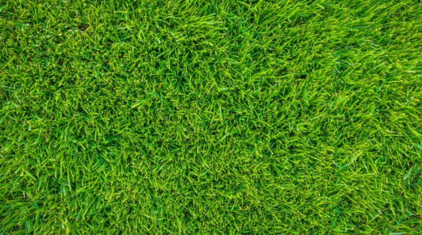 Miről árulkodnak a jelzőnövények?