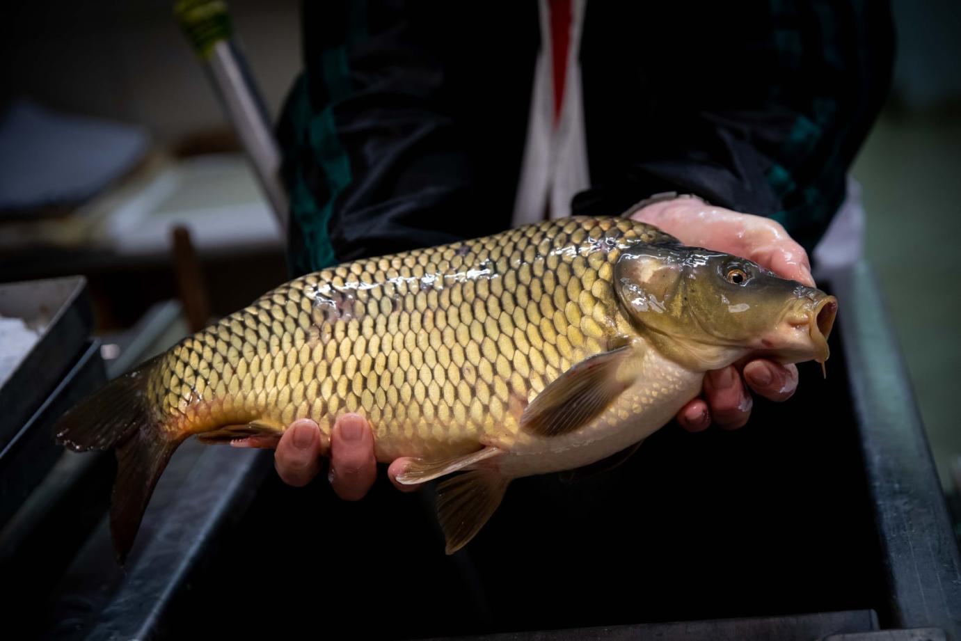 Új funkciók a Nébih LABOR rendszerében