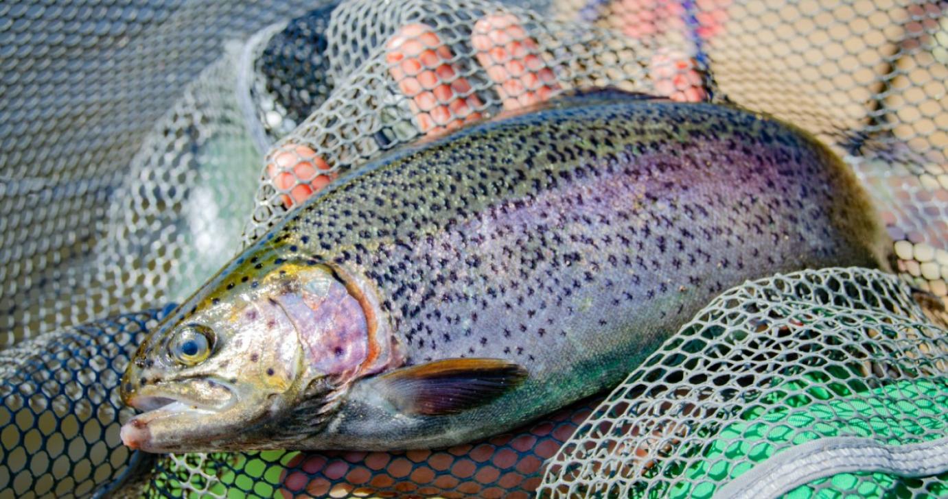 Lezárult a halgazdálkodóknak szóló krízistámogatás benyújtási ideje