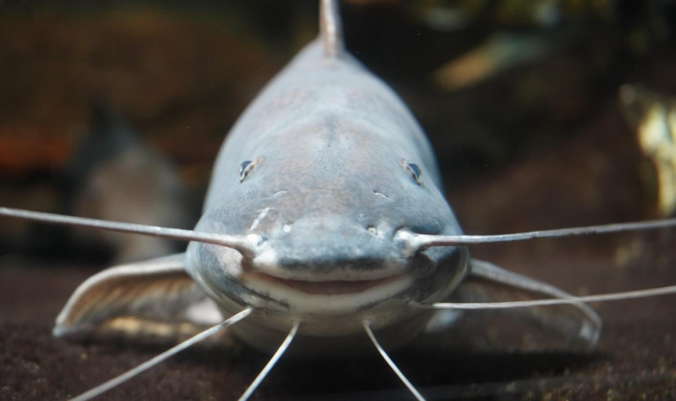 Bécsben tartott konferenciát az Európai Akvakultúra Szövetség