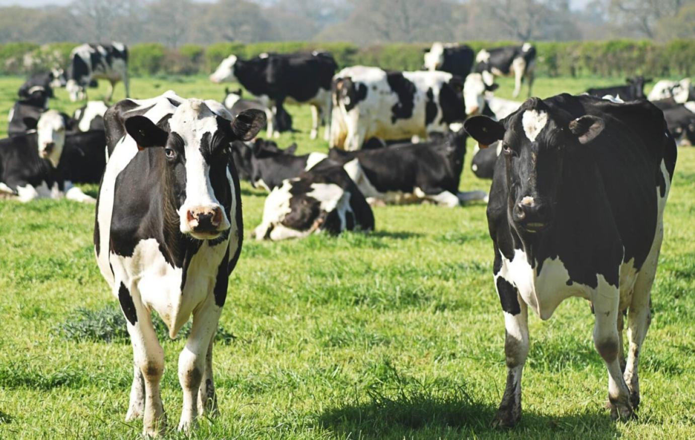 LEGYEN ÉRDEMES BEFEKTETNI AZ ÁLLATTENYÉSZTÉSBE!