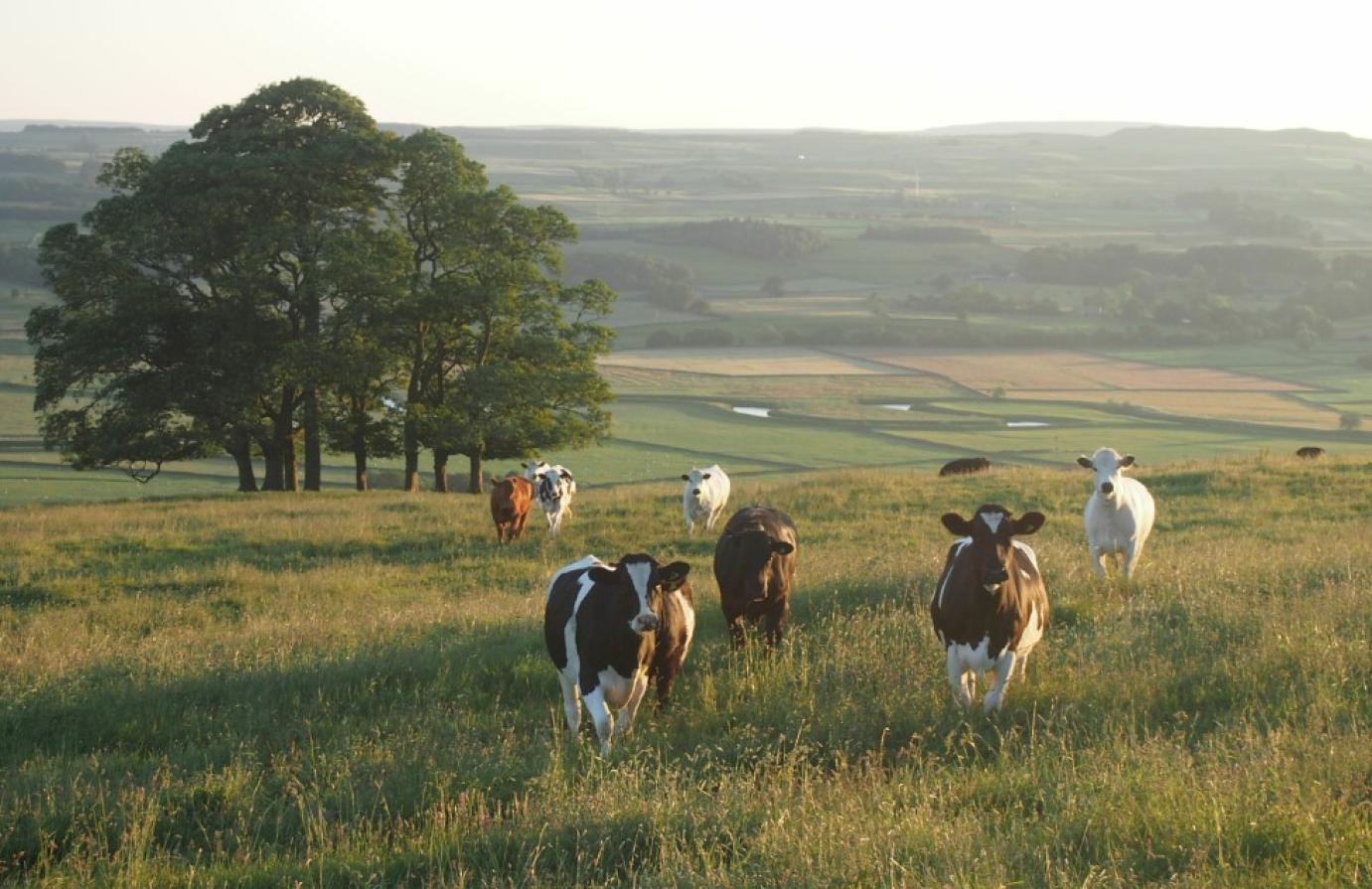 Klímaváltozás, biodiverzitás, állati termékek - VIDEÓINTERJÚK JELENTEK MEG Pablo Manzano-val