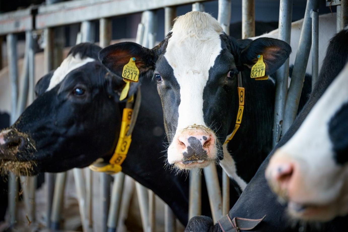 KEDVEZŐTLEN TEJPIACI FOLYAMATOK