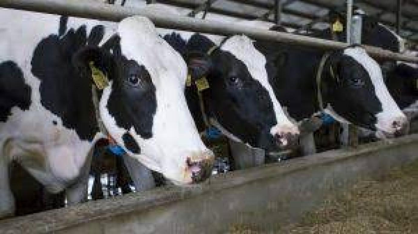 Gümőkór egy Csongrád-Csanád megyei szarvasmarha-állományban