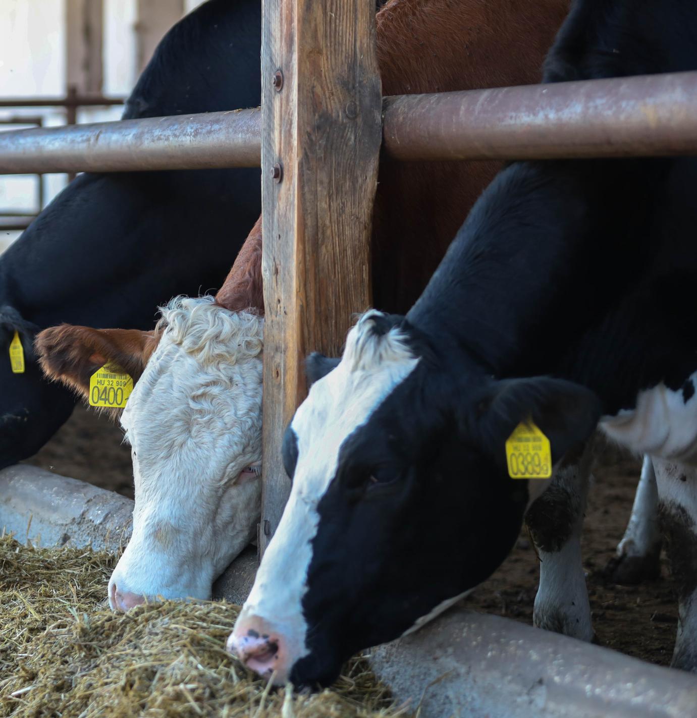 Holland kutatóintézet sem helyesli a brüsszeli tervet