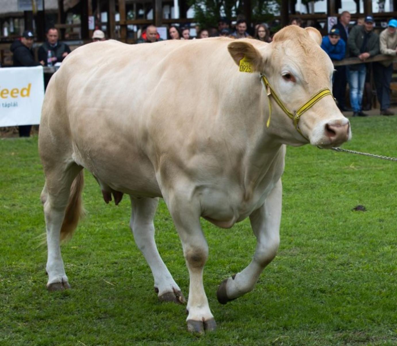 A kormány 4,4 milliárd forint többletforrást biztosít az állattartók számára