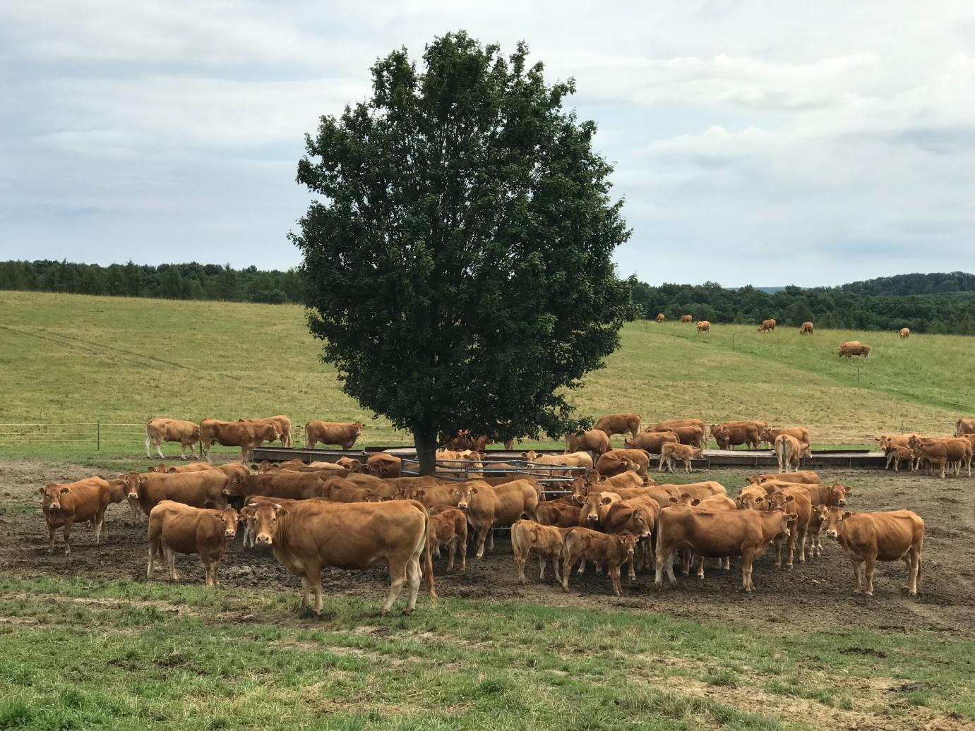 Ma van az állattenyésztők napja