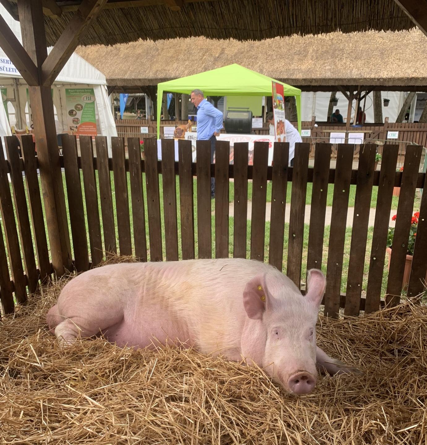 Új, rendkívüli támogatást igényelhetnek a baromfi- és sertéskocatartók