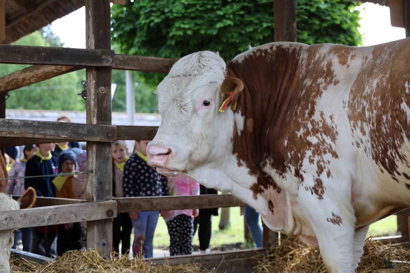 Ezt érdemes tudnia annak, aki húsmarha állatjóléti támogatásra pályázik