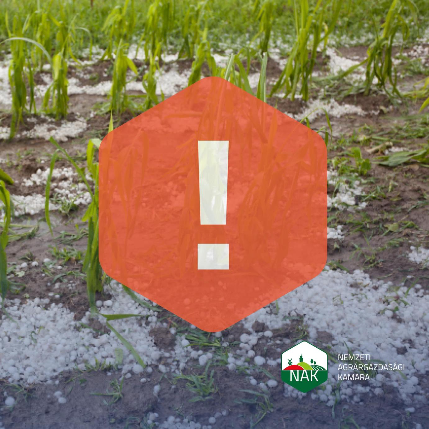 Tévhit, hogy az országos jégkármérséklő rendszer tehető felelőssé a Kelet-Magyarországon kialakult súlyos aszályért.