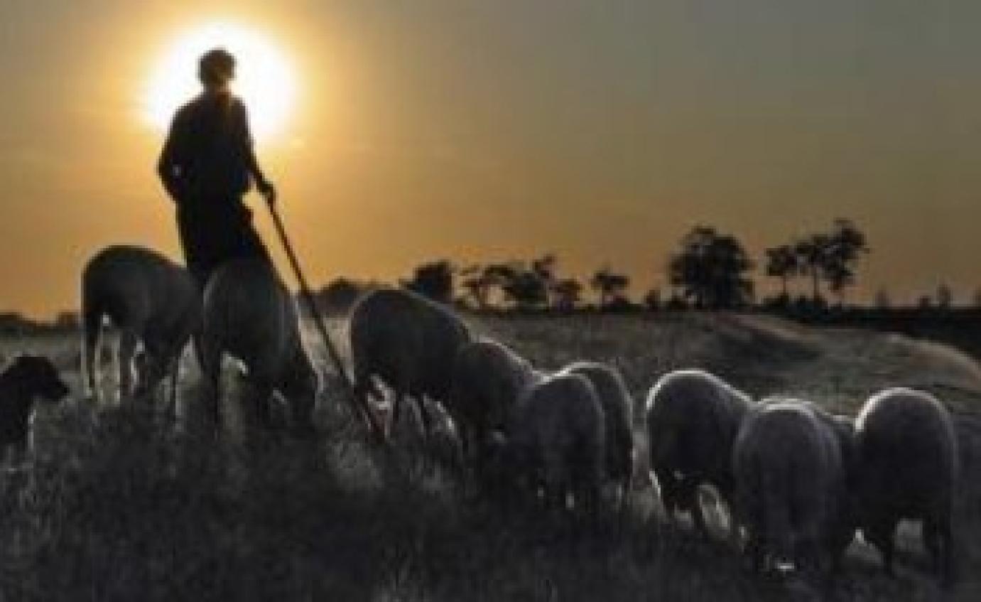 Belső élősködők elleni kezelési javaslat