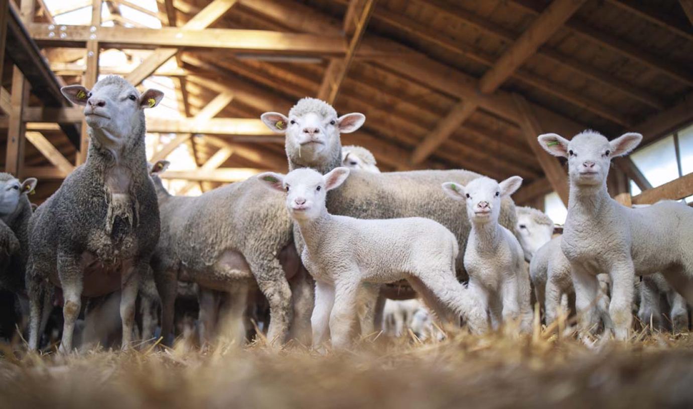 JÓK AZ ÁRAK, mégis csökken a juhok száma