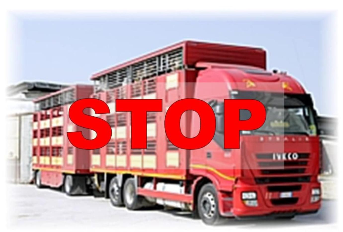 A NYÁRI HŐSÉGRE TEKINTETTEL KORLÁTOZZÁK AZ ÉLŐÁLLAT SZÁLLÍTÁSOKAT