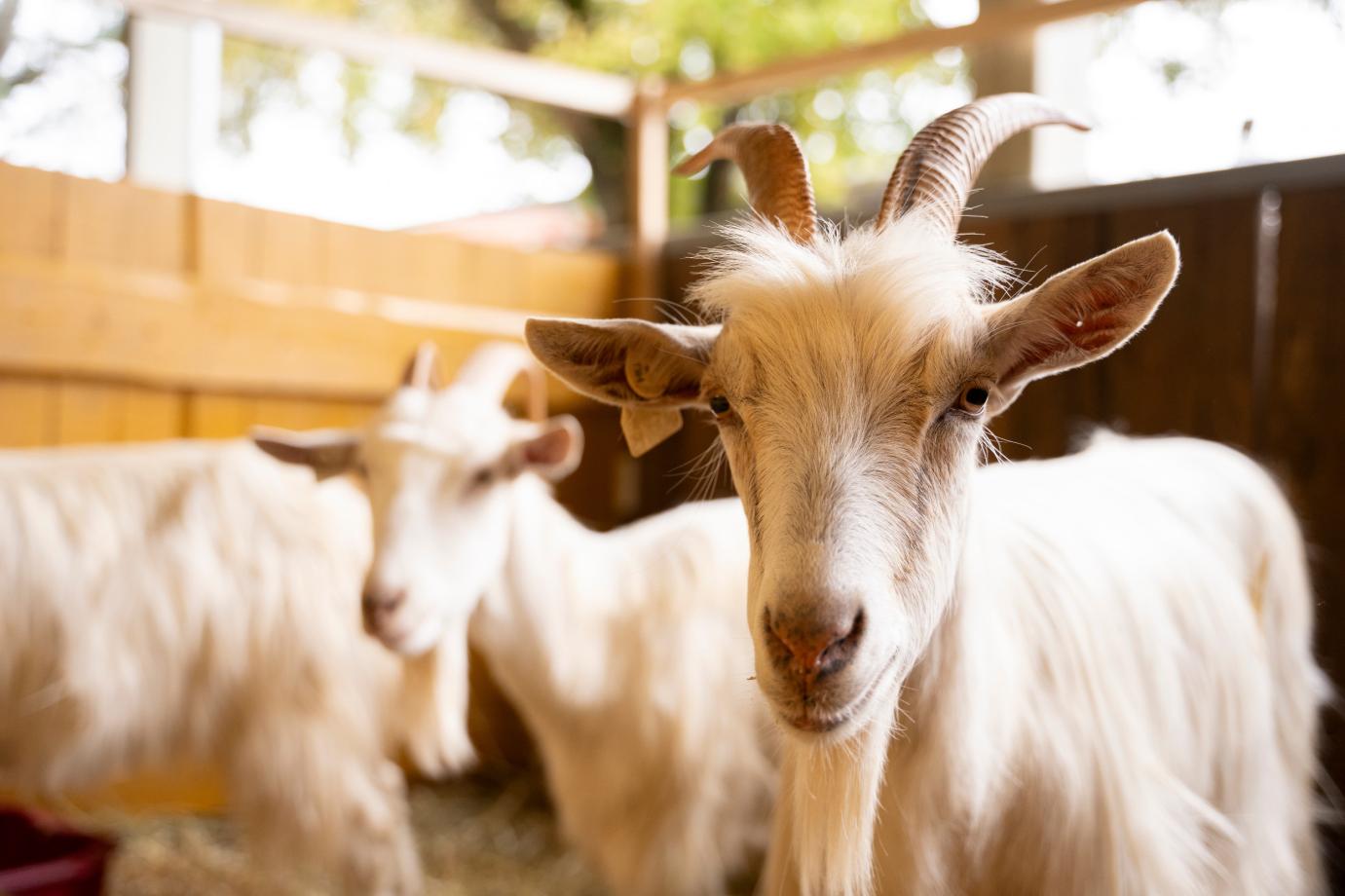 Megjelent az „Állatjóléti támogatás a kiskérődző ágazatban” című pályázati felhívás