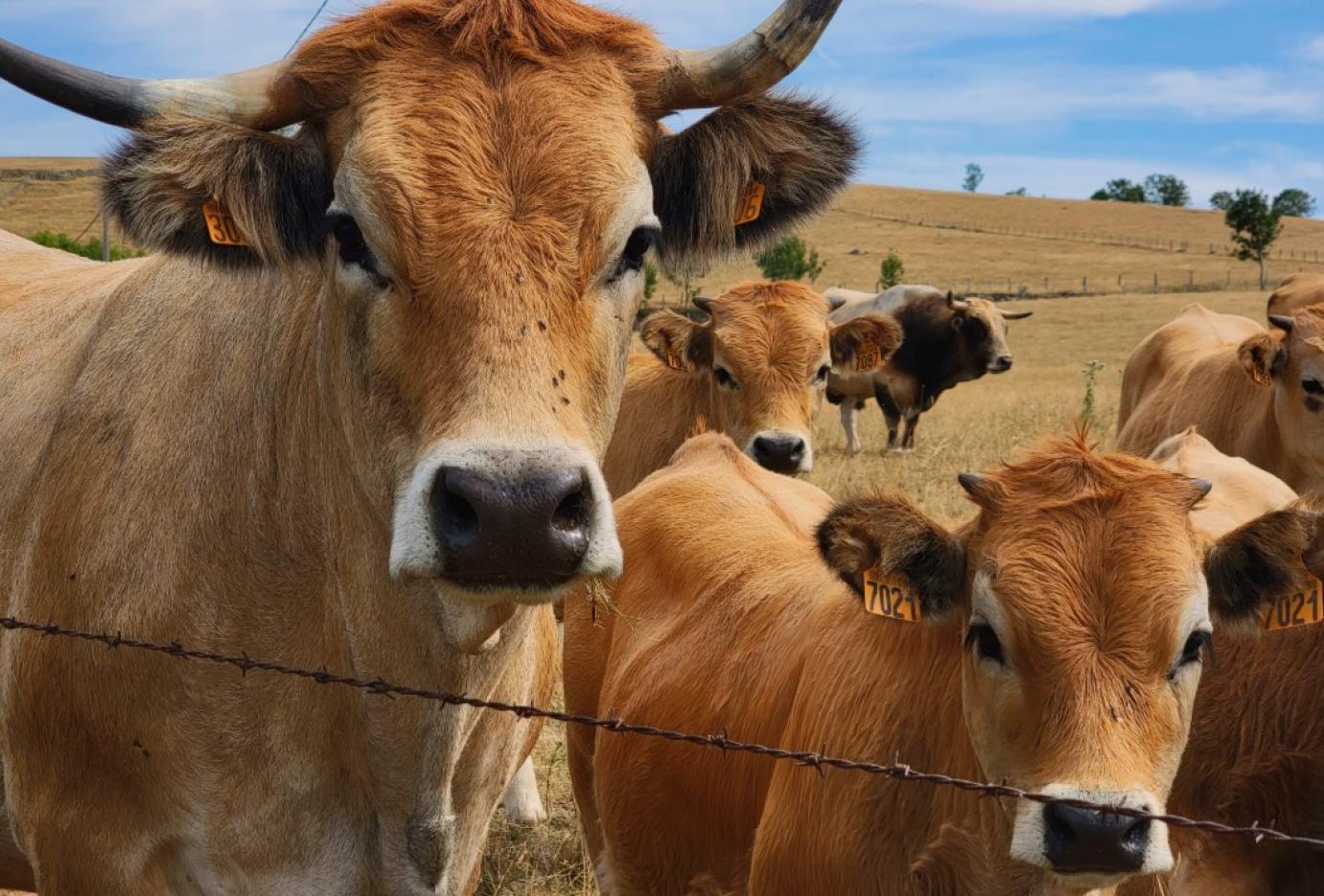 Kis létszámú állattartó telepek igényelhetnek támogatást a rezisztenciavizsgálatok elvégzésére