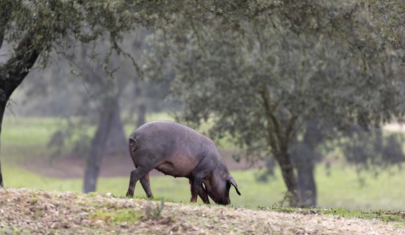 A katalán összeesküvés