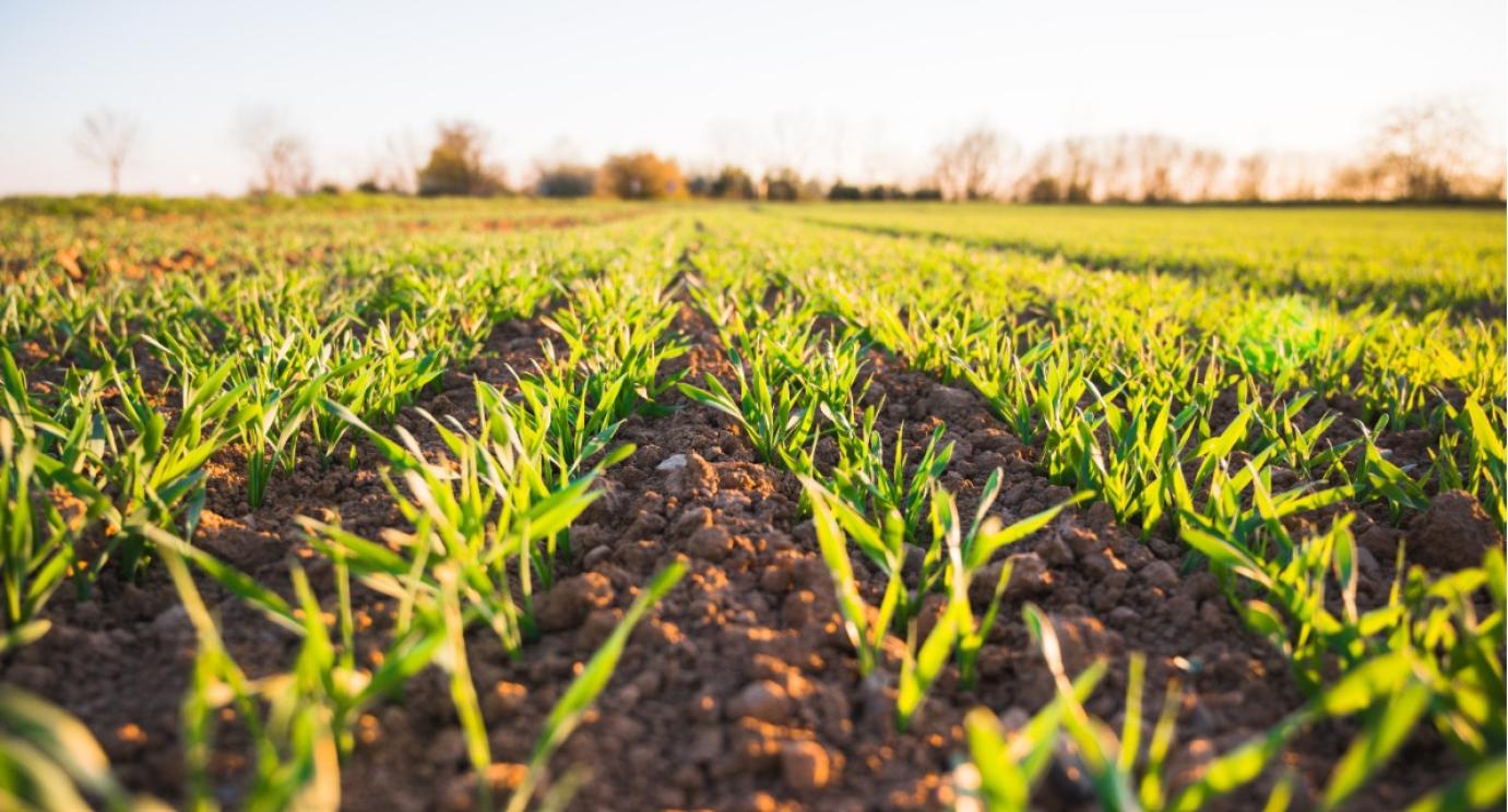 Újabb 14 ezer hektár föld kerül értékesítésre – már vegyes művelési ágú földrészleteket is vásárolhatunk