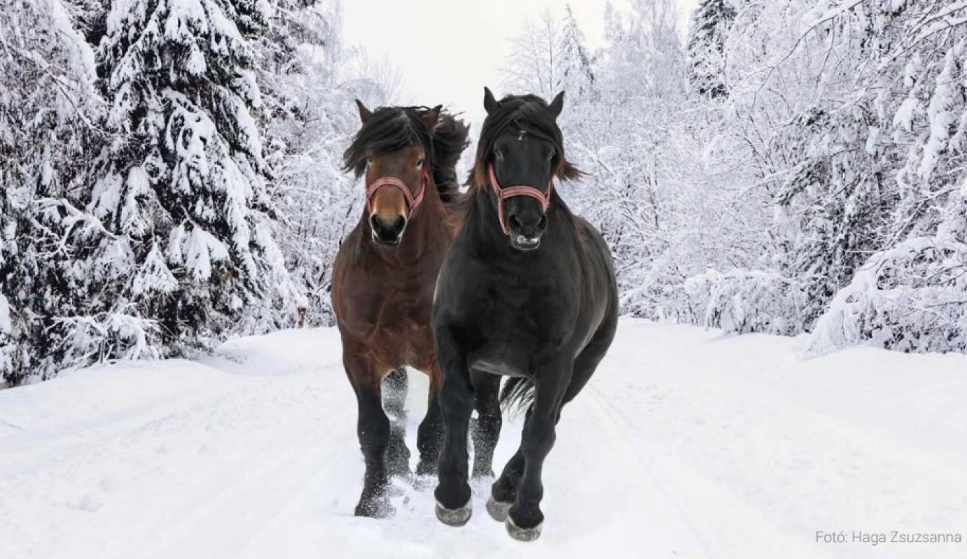 Népszerűsíteni és fejleszteni kell a lótartást