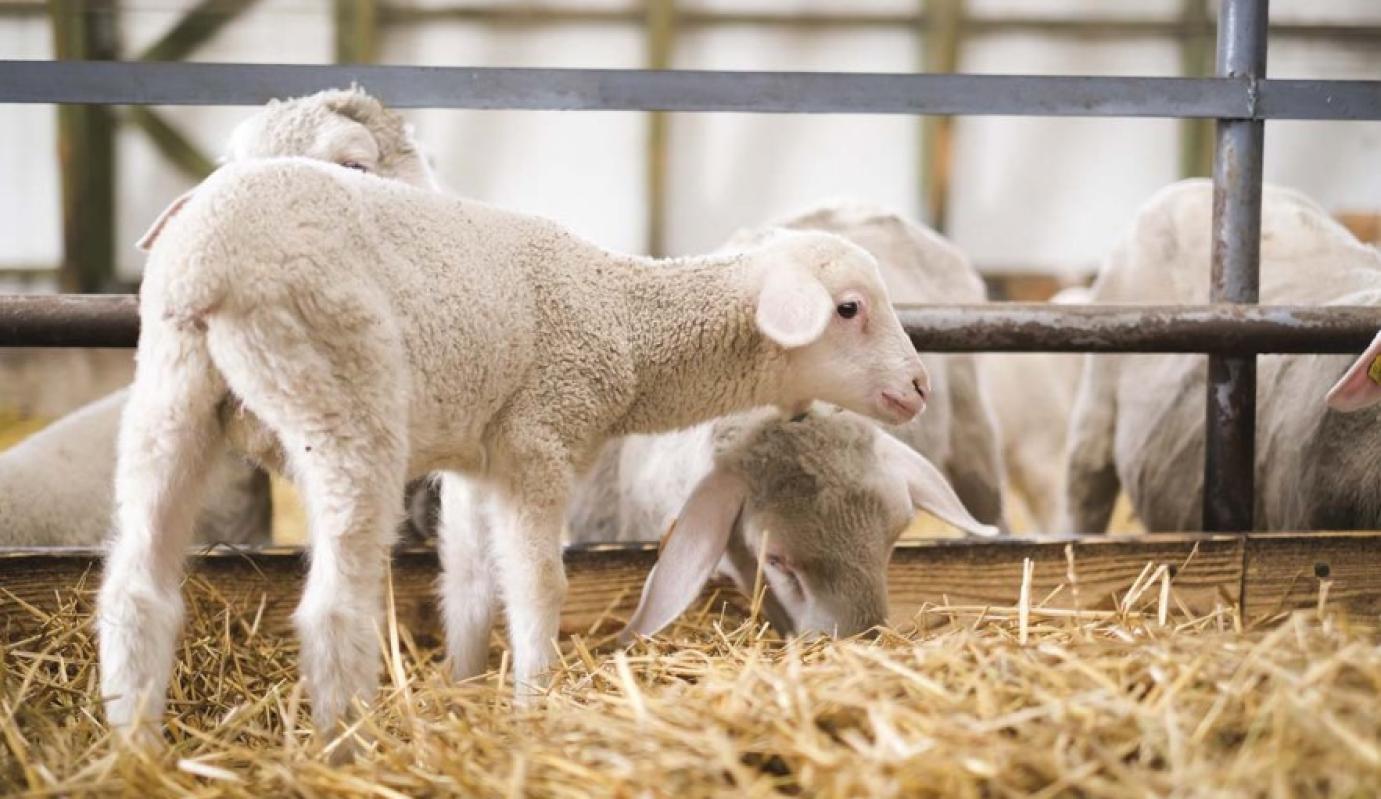 A BÁRÁNY IRÁNTI KERESLET STABIL, a kínálattal ugyanakkor vannak még bajok