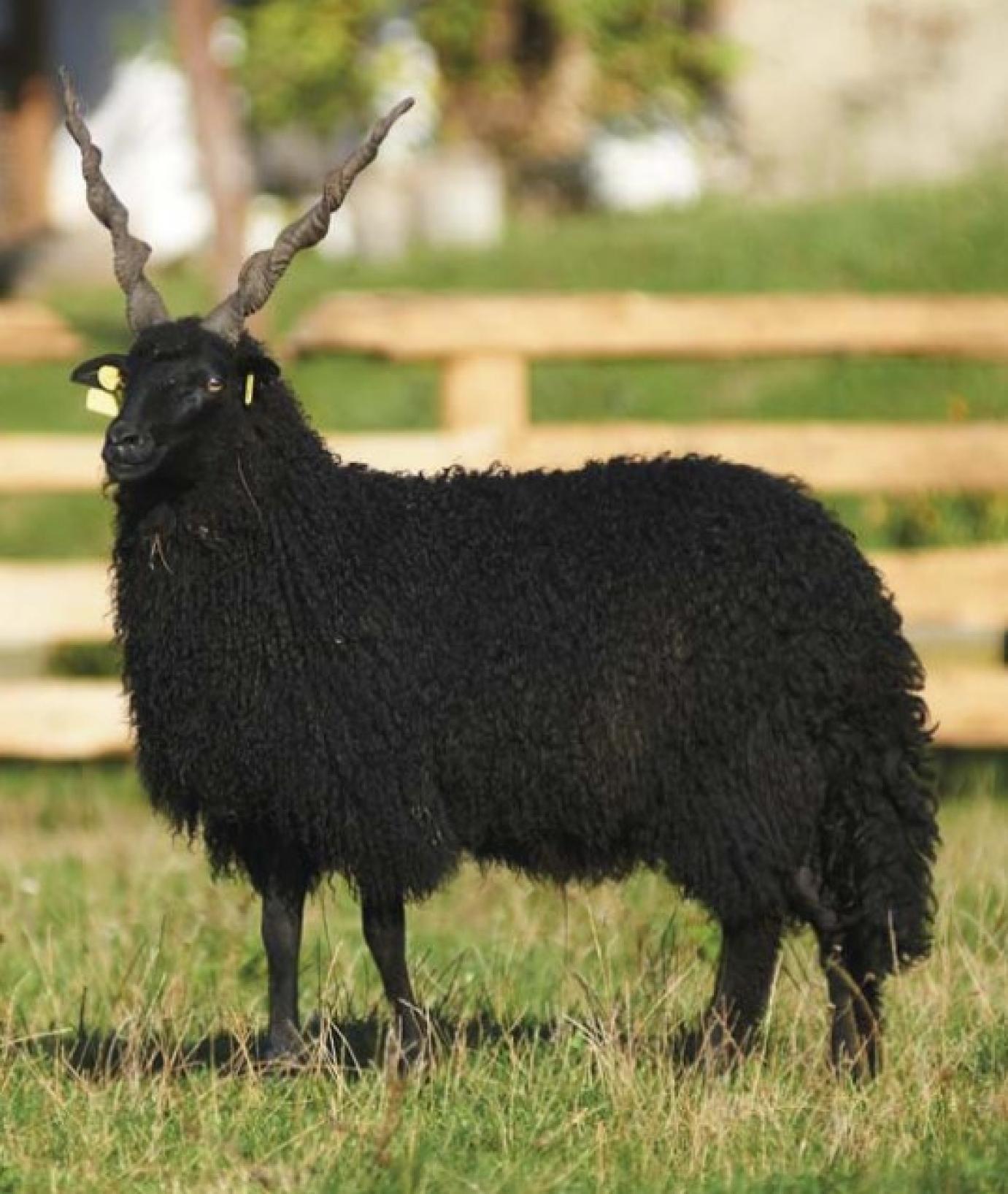 Fajtanapok a Farmer-Expo kiállításon