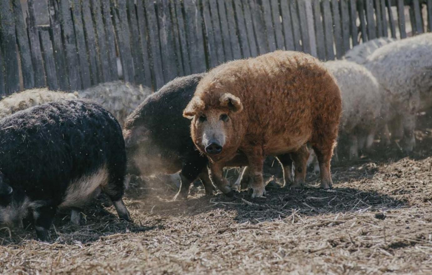 Nehéz az őshonosmegőrzés, de a mangalica új piacokat talál
