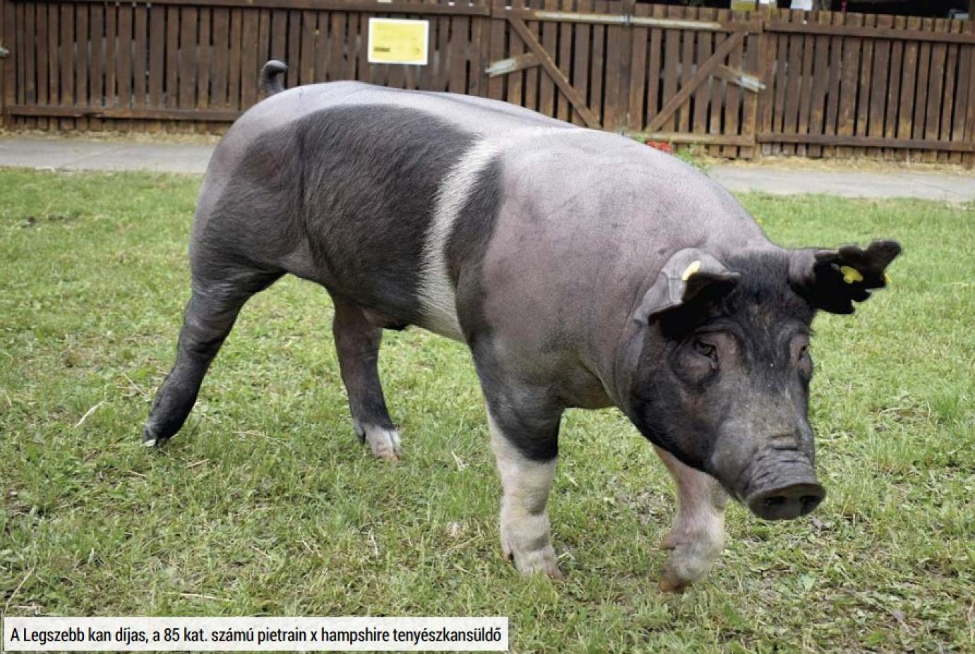 A LEGSZEBB SERTÉSEKET vitték Vásárhelyre