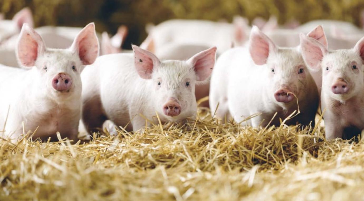 Állatjólét növelése és a környezeti terhelés csökkentése