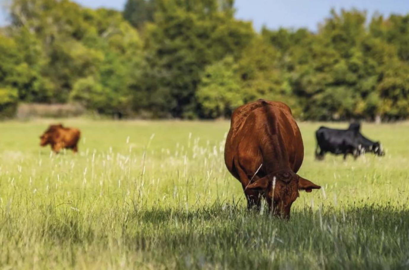 HÚSMARHAÁLLOMÁNYOK ásványianyag-ellátásának vizsgálata