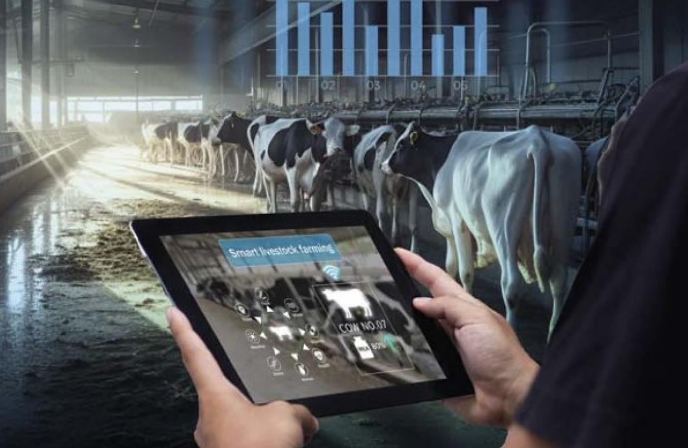 TELEPMEGÚJÍTÁS: amit a szarvasmarha- és kiskérődzőtartóknak tudni kell róla