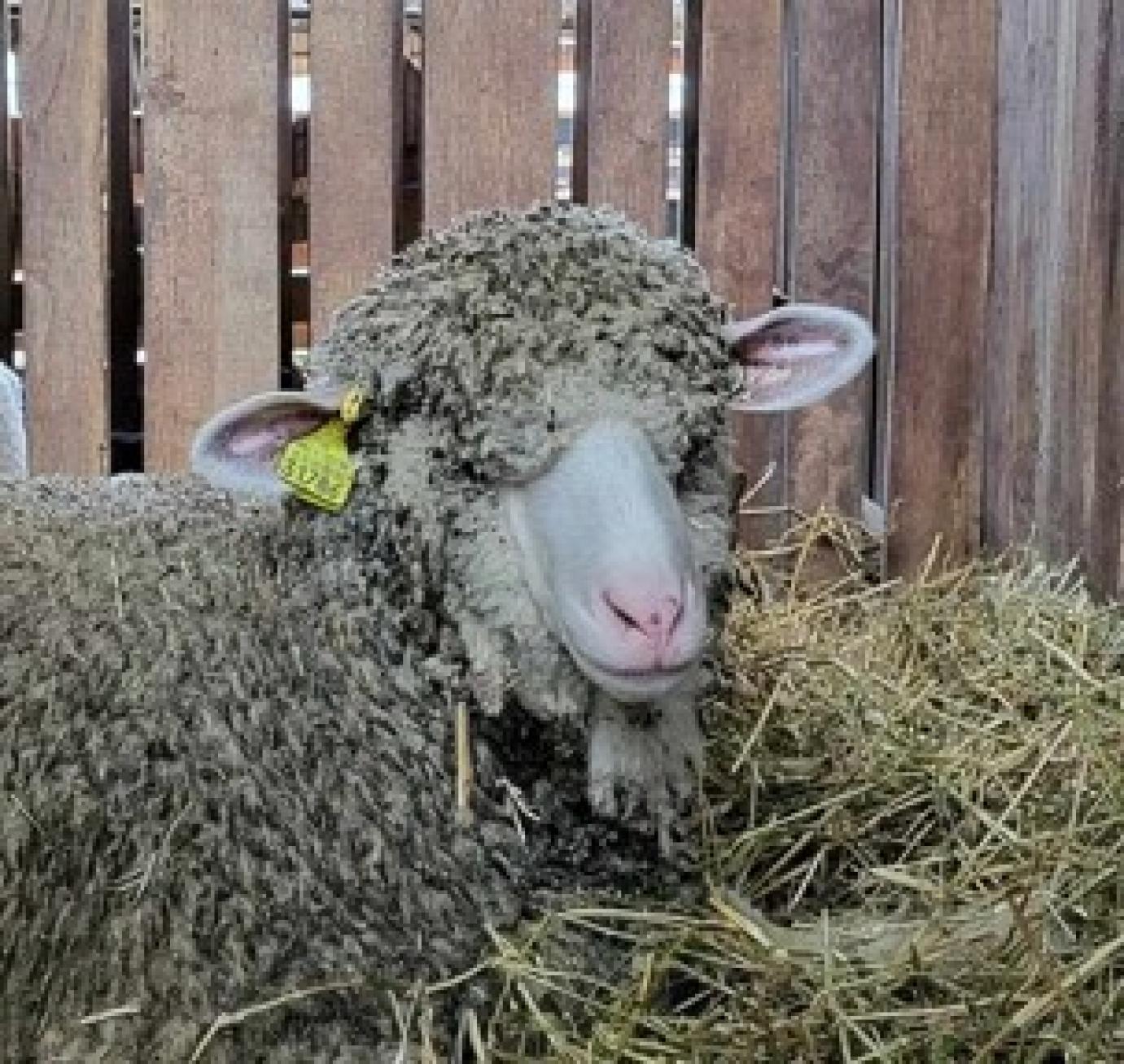 Jó hír a juhászoknak! - Változások az ágazat támogatási rendszerében