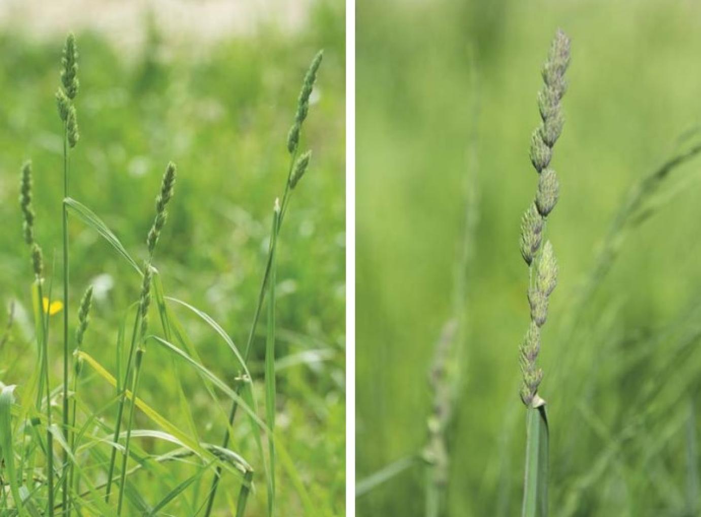 Rétjeink és kaszálóink leggyakoribb lazabokrú pázsitfűfajai