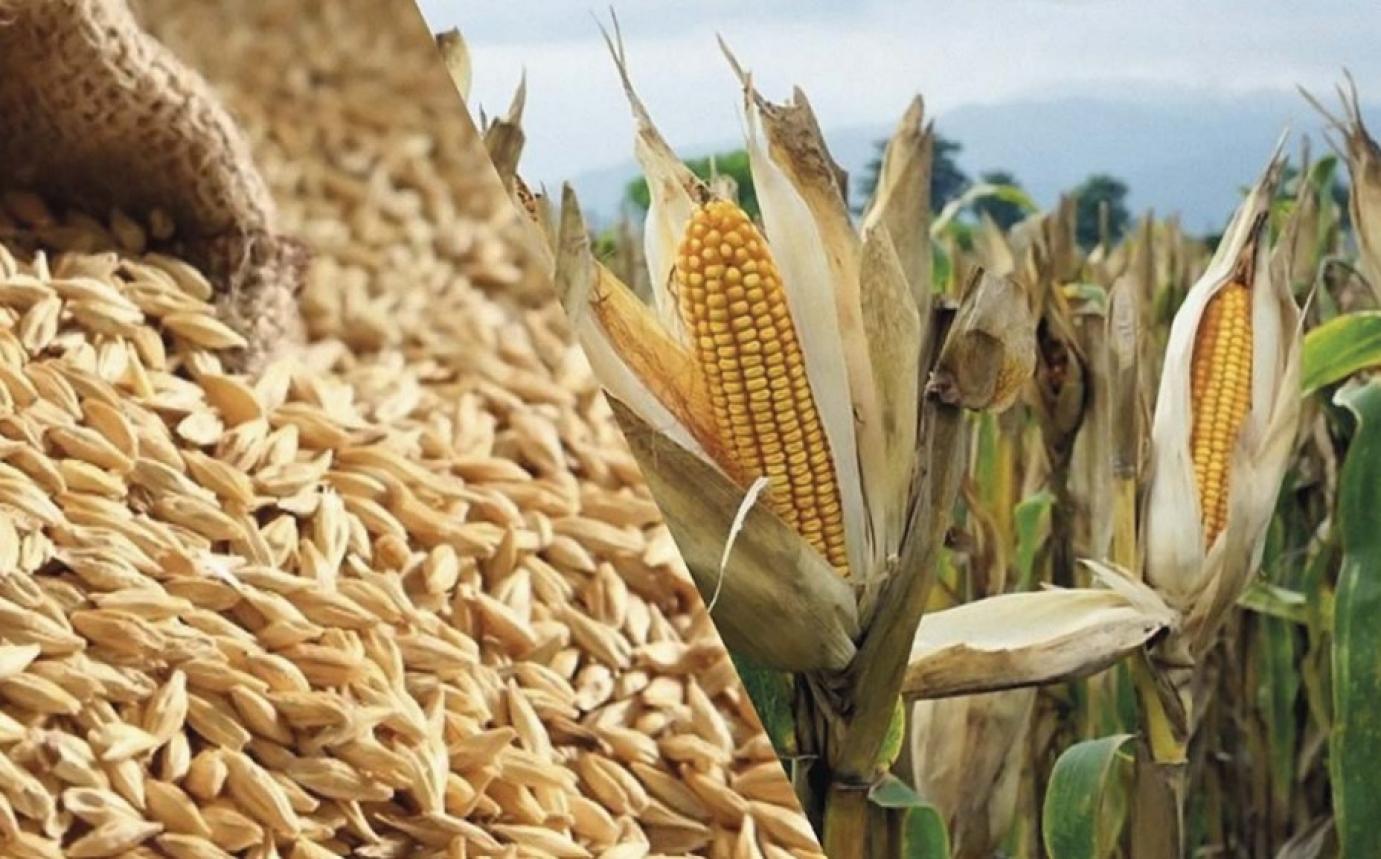 Az extrém időjárás jelentős károkat okozott a növénytermesztésben