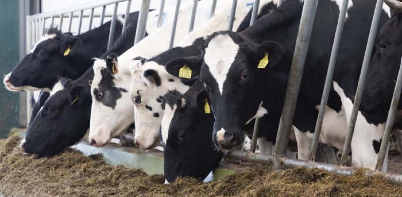 A tenyésztési eljárások és a tradicionális küllem újraértékelése