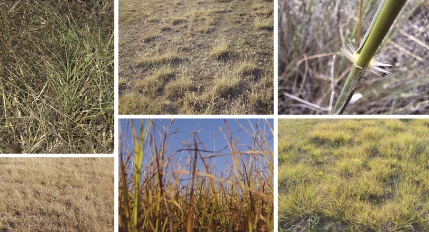 C4-es füvek hatása a gyep fenológiájára, hozamára és minőségére