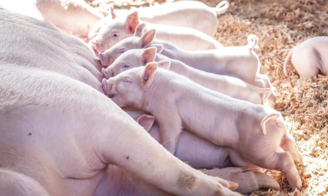 Fiaztatás másképp