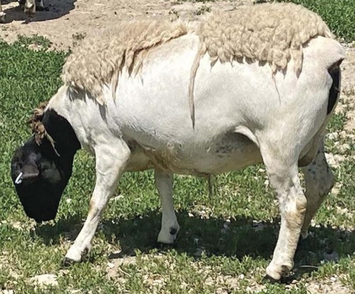 Különleges tulajdonságok - Egy tenyésztő saját tapasztalatai a dorper juhról