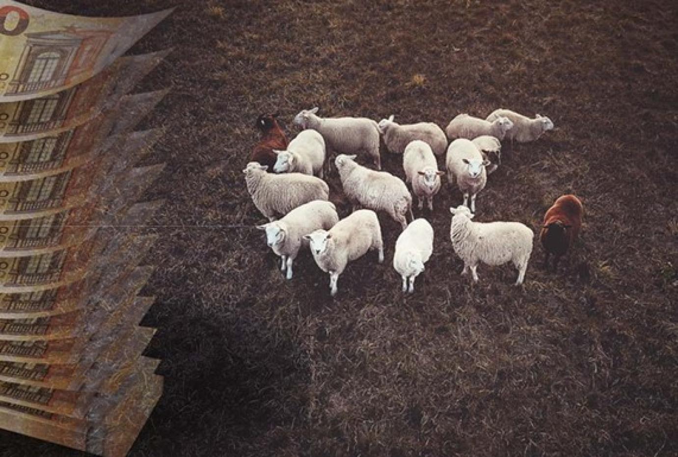 Hitelezés és hitelkoncentráció az állattenyésztésben