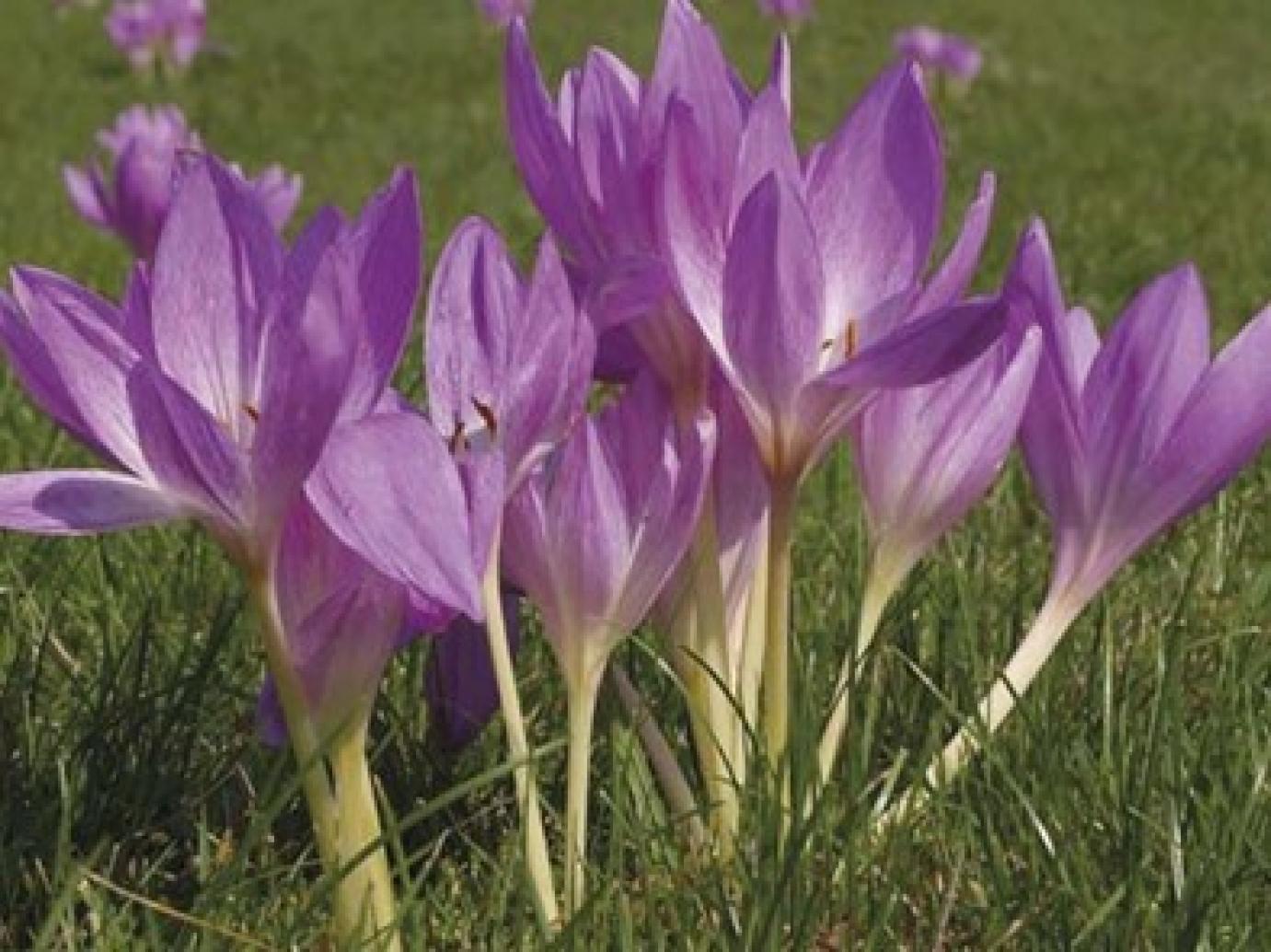 Mérgező növények a szénában