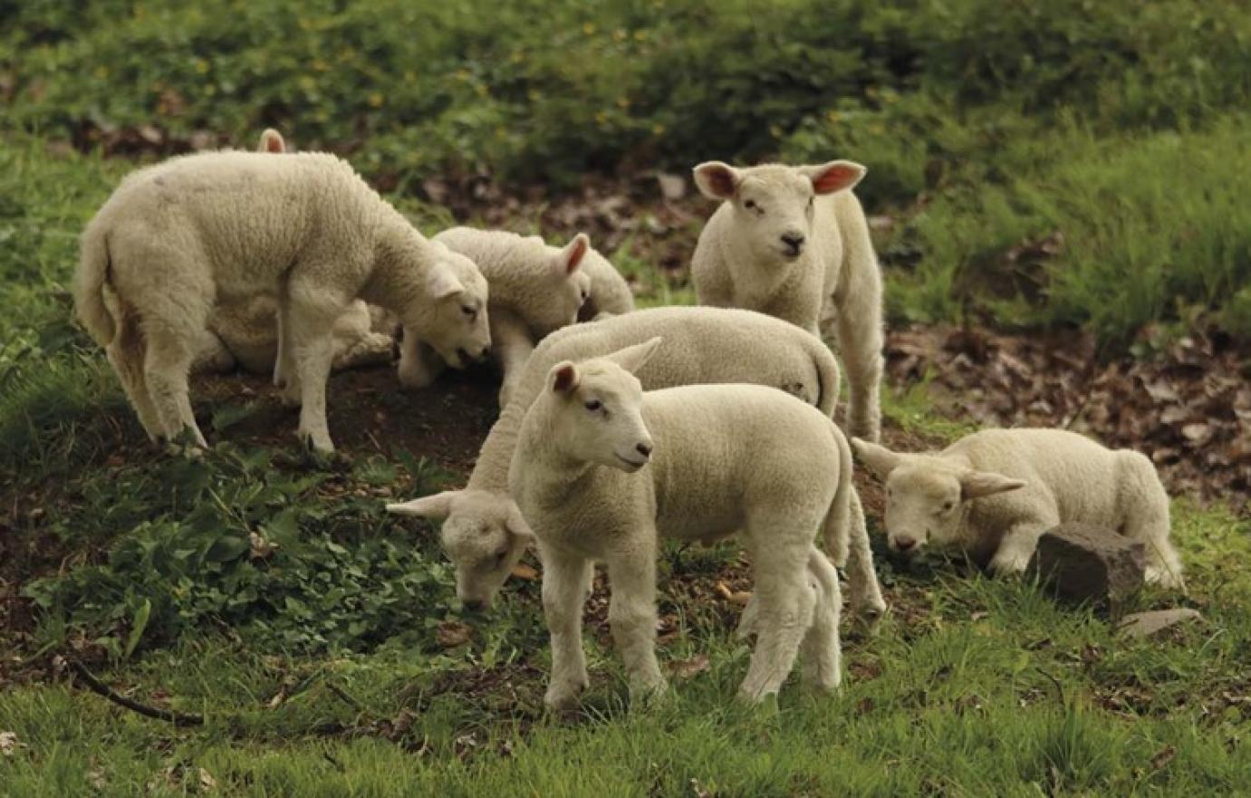 Jó ára van a vágóbáránynak, most van igazán tétje a fejlesztésnek