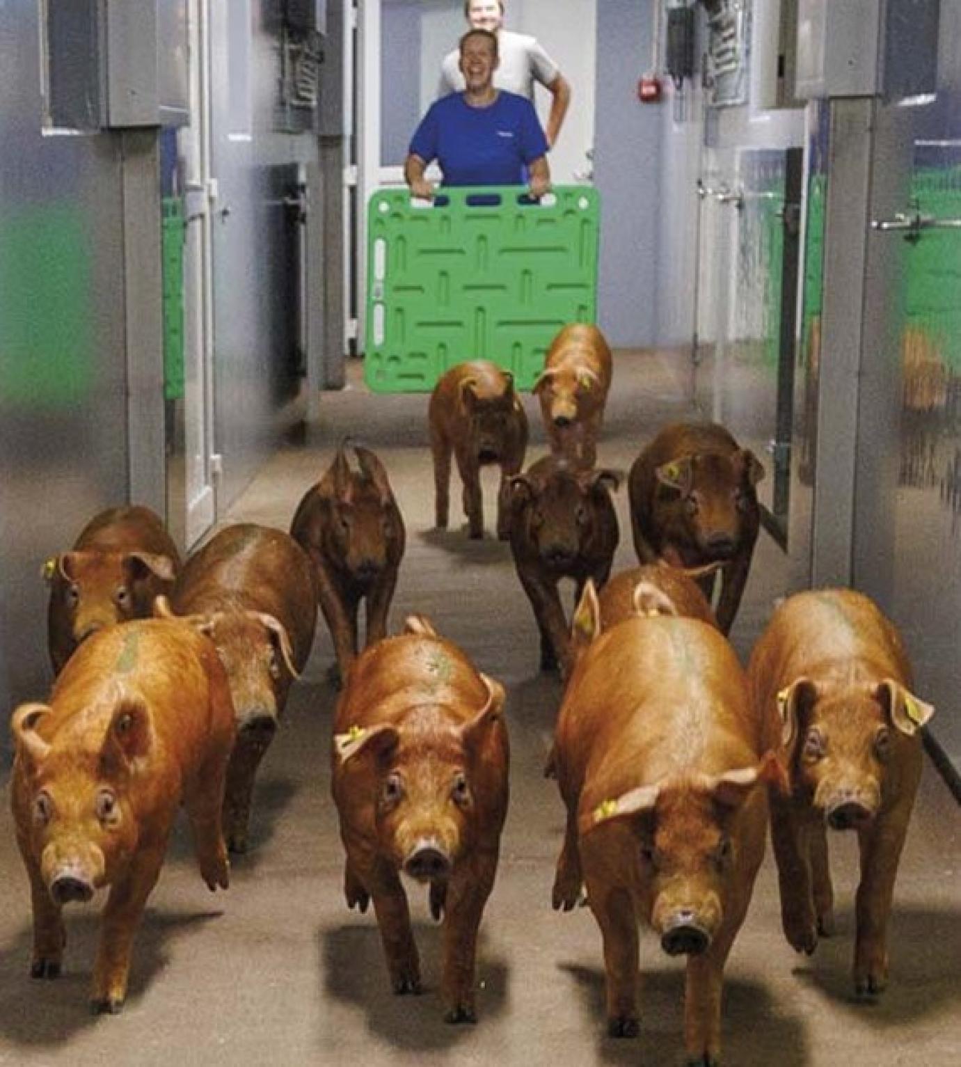 Sertéstartók premizálása az EU-ban: árak és jövedelmezőség