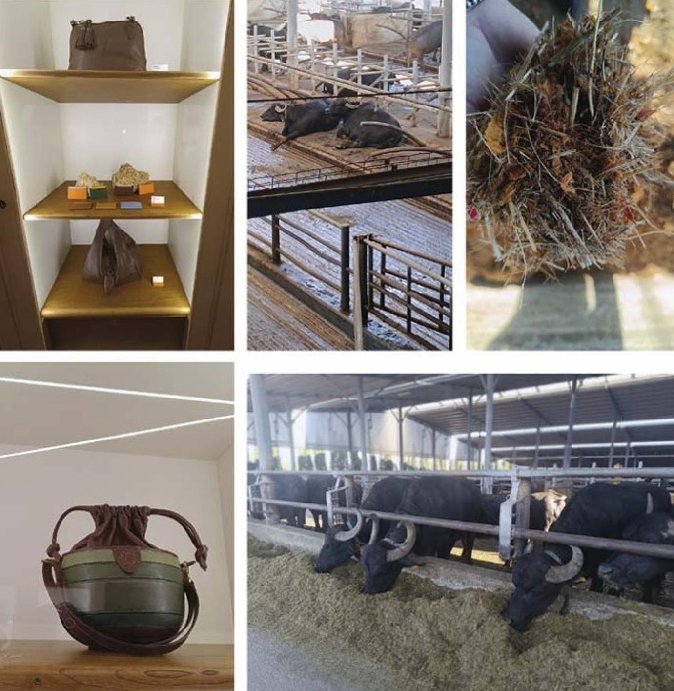 Olaszországi bivalytartás magyar szemmel