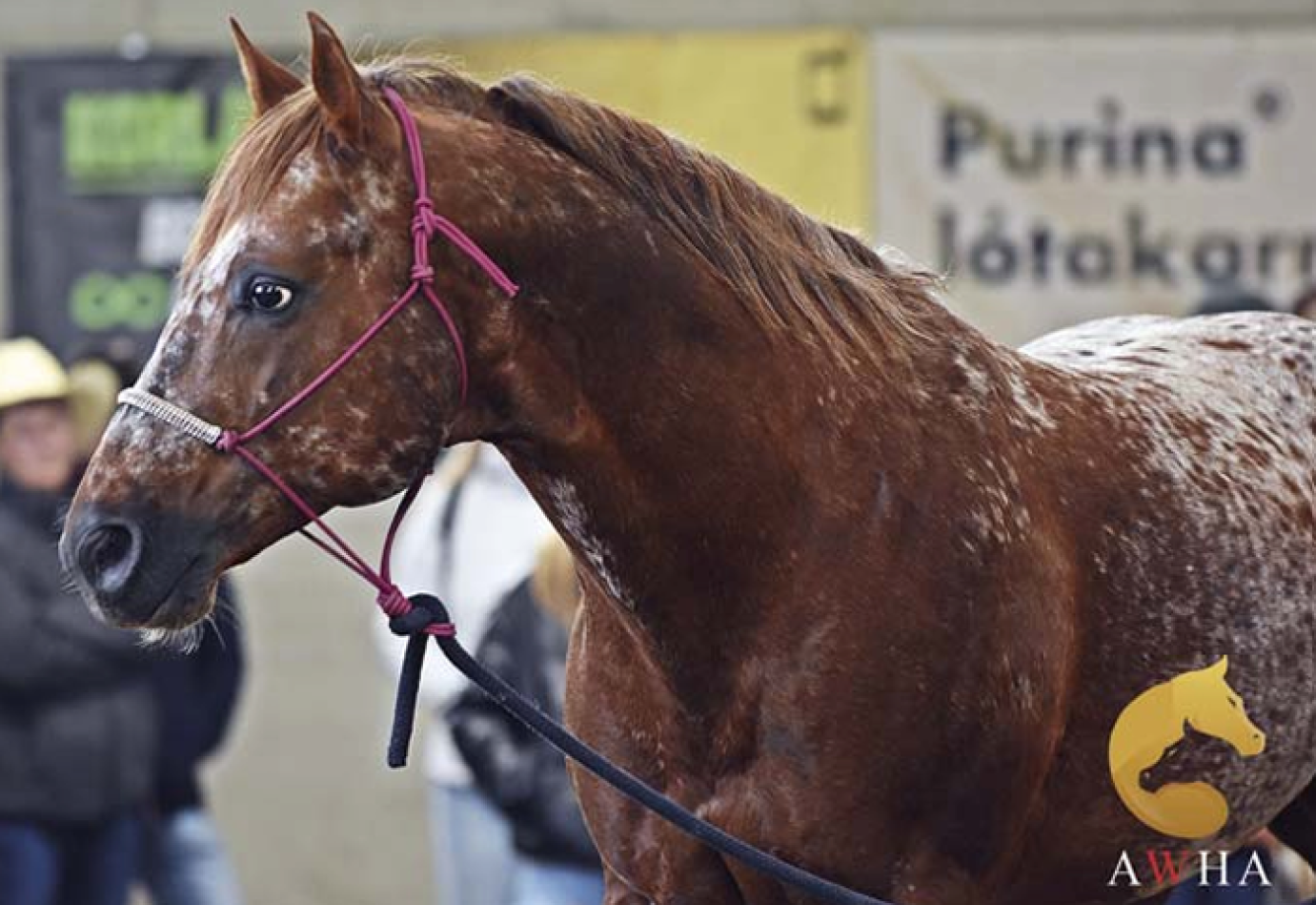 Lendületet kapott az amerikai lófajták tenyésztése