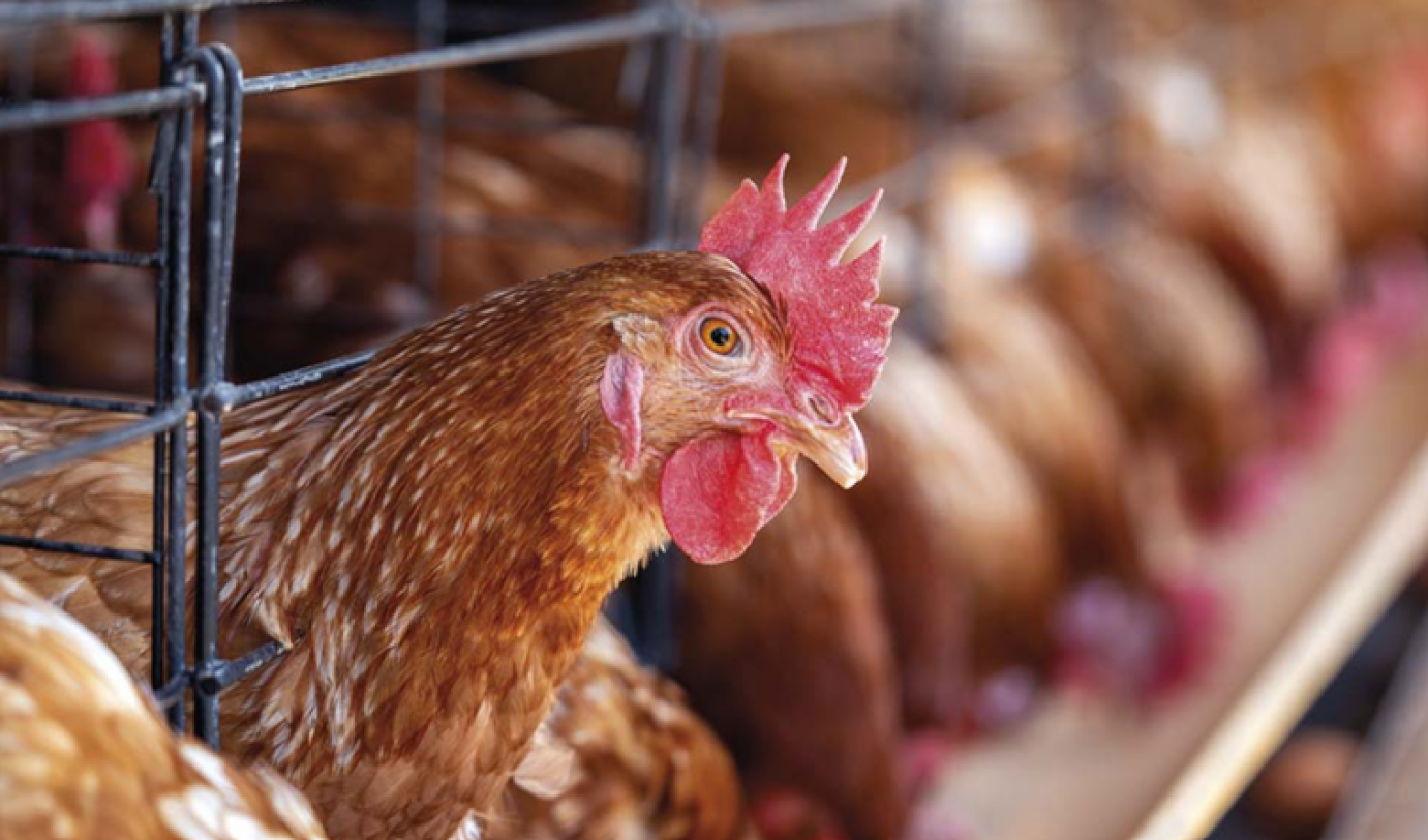 Aktualitások az antimikrobiális rezisztencia elleni küzdelemben