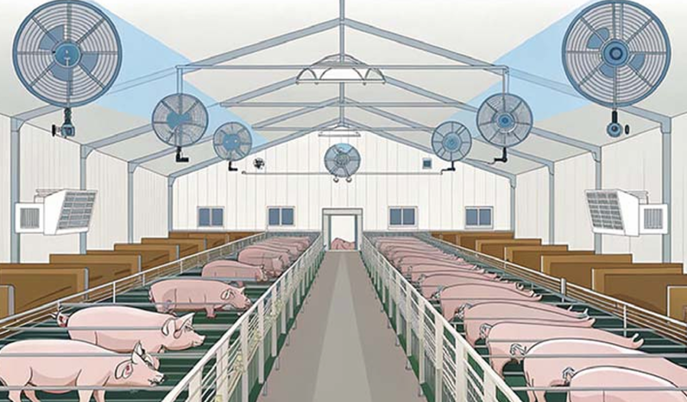 A hőstressz hatásai a sertésekre